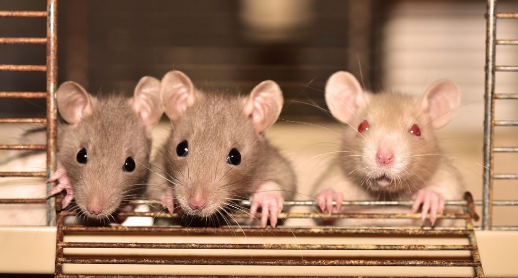 3-rats-in-a-cage