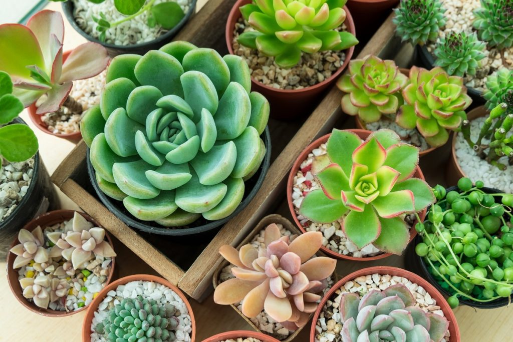 variety of succulents