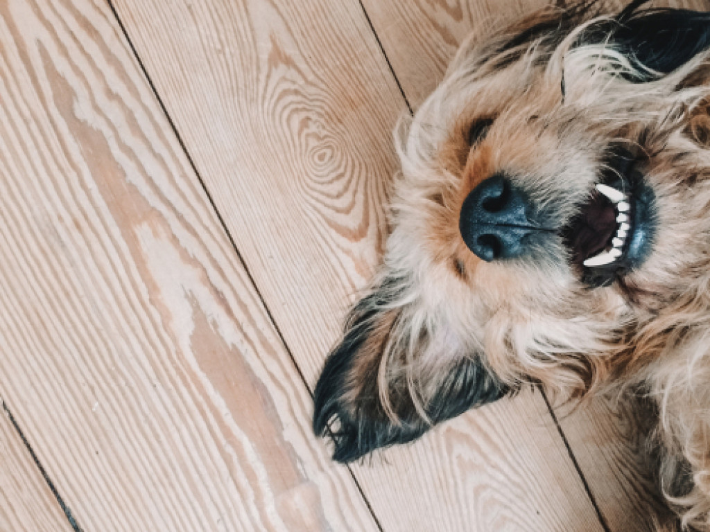 dog in a wooden floor