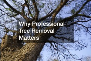 Why Professional Tree Removal Matters